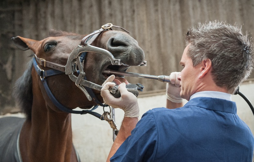 Vet using an instrument on the mouth of a horse