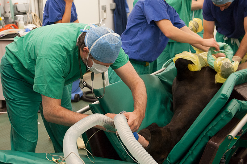 Horse receiving emergency treatment with veterinary surgeons attending