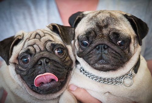 2 week pug image gallery two pugs 2 week pug image gallery two pugs