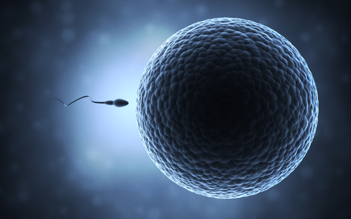 human sperm and egg