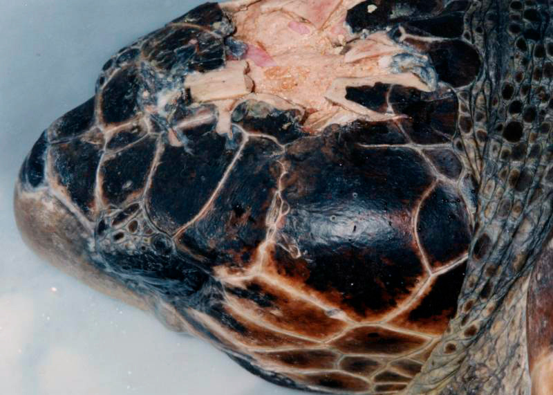close up of sea turtle's head showing wound