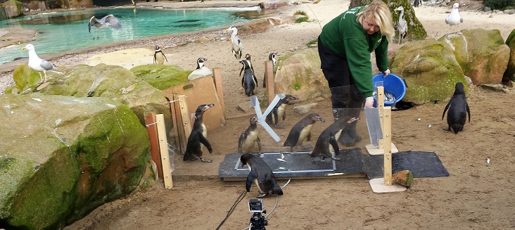 Penguins waddling across force plates at London Zoo, encouraged by worker holding a bucket of fish
