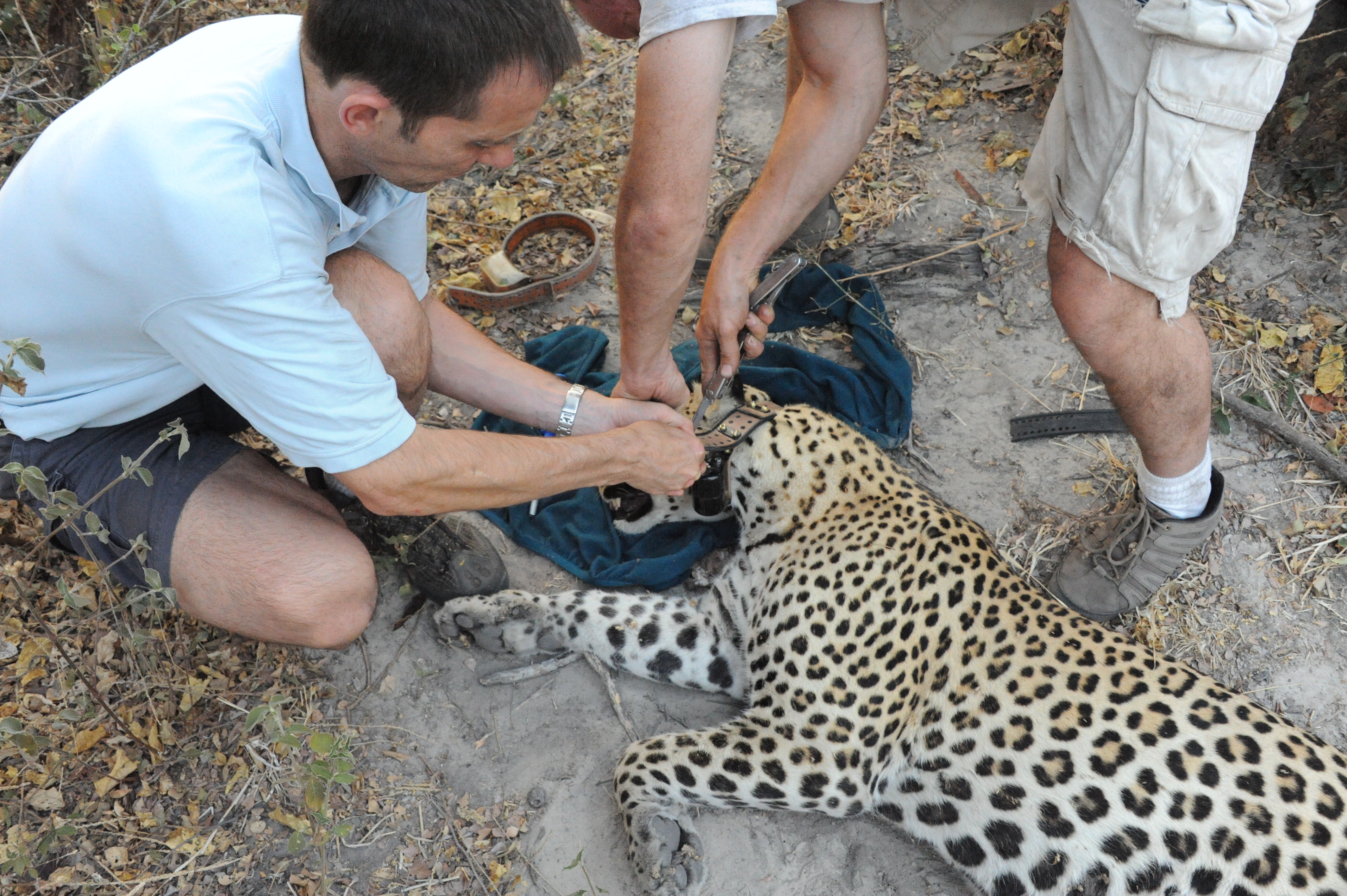 Fiting a collar to a leopard