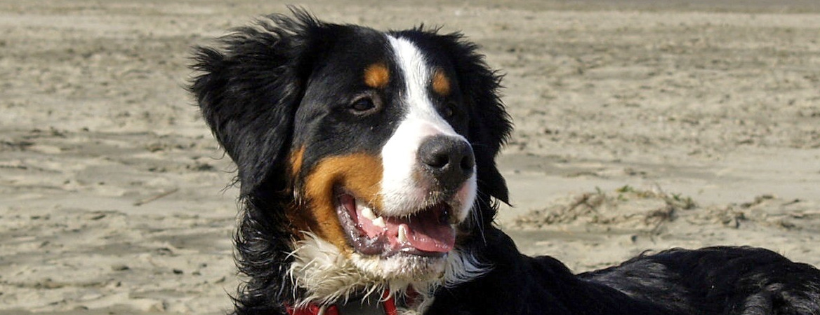bernese moutain dog on beach