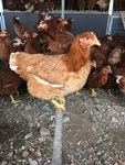 Indigenous Chickens
