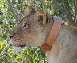 Lion wearing a tracking collar