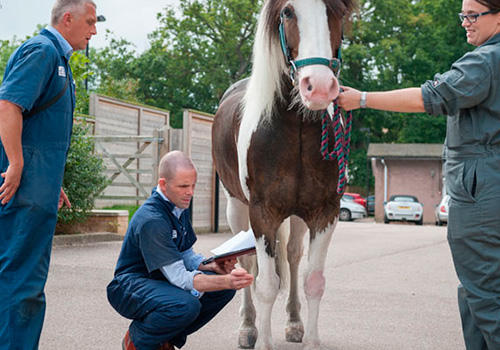 RVC vet examining horse's leg