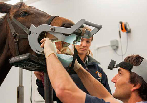 RVC vet examining horse's mouth