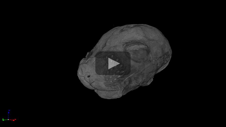 video of CT scan of mouse's head