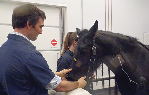 Horse being examined