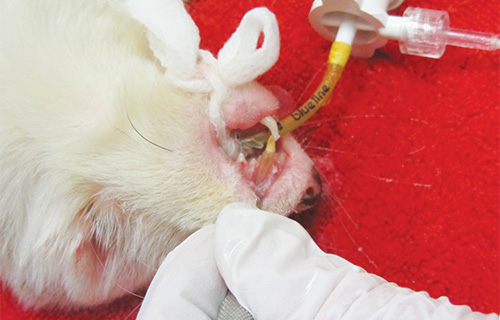 Extraction of a diseased canine tooth in a ferret