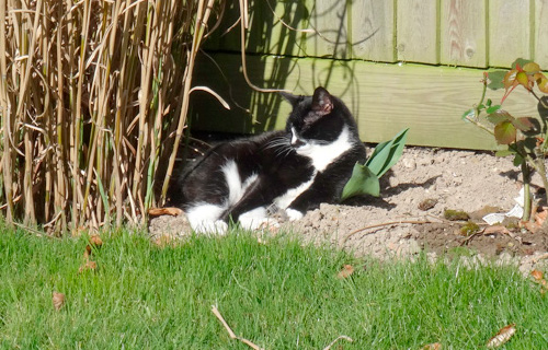 Cat relaxing in garden