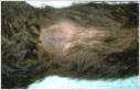 Dorsal alopecia in a male crossbred dog 