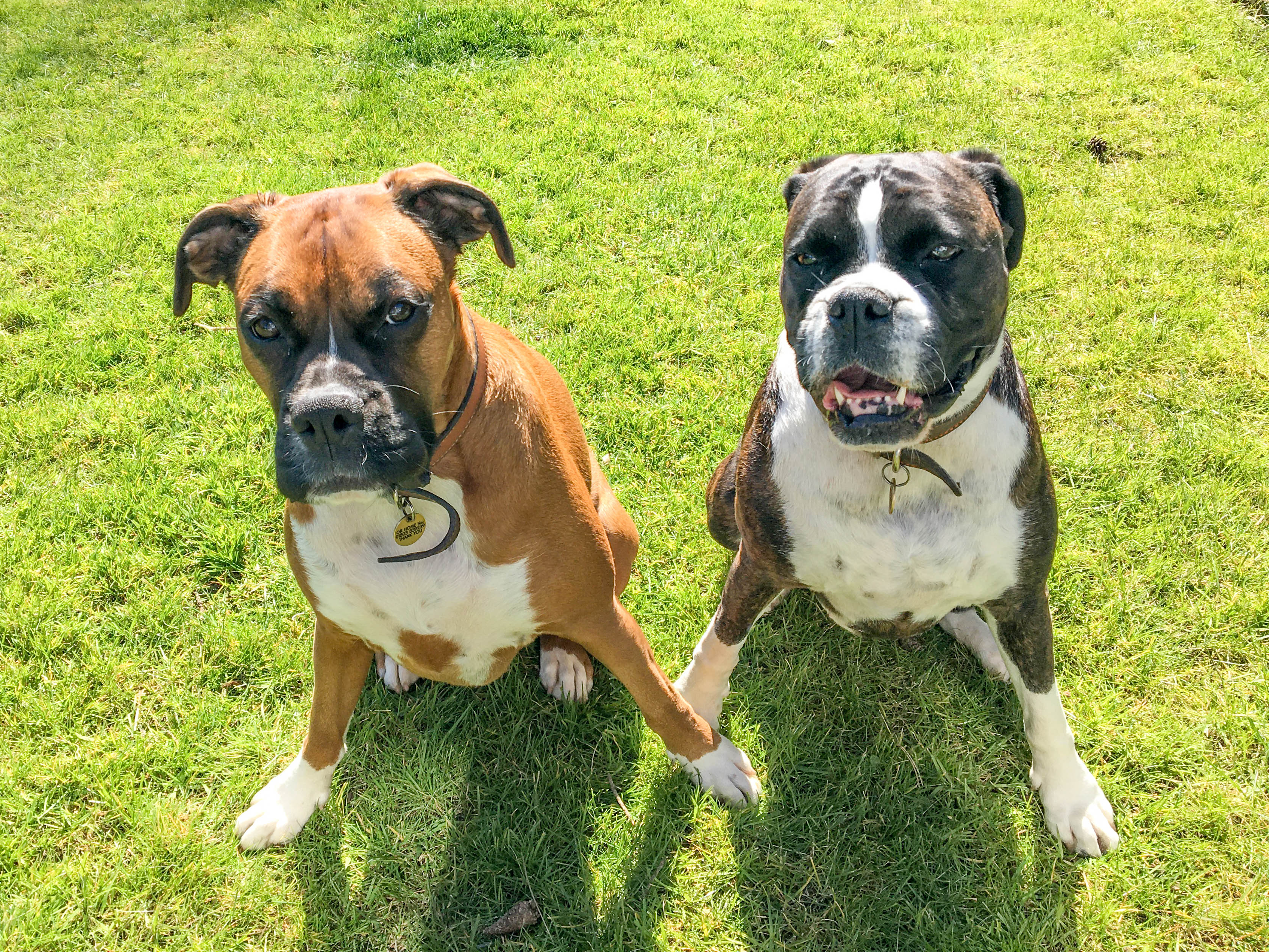Lola and Bella are back to their normal selves after treatment for CRGV