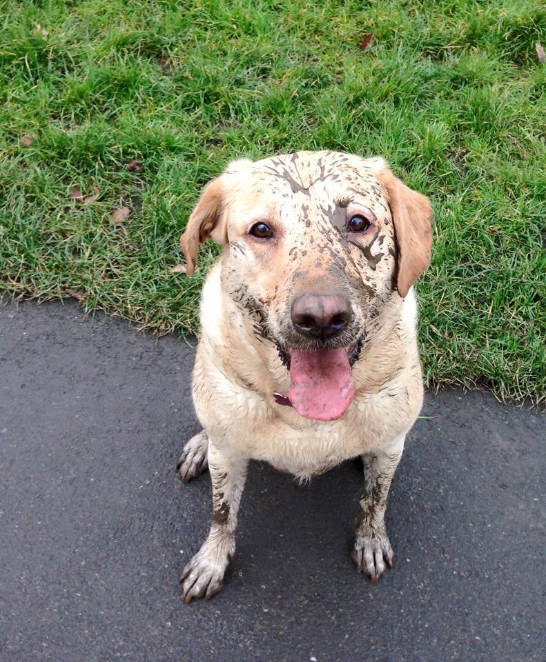Charlie the Labrador gets muddy