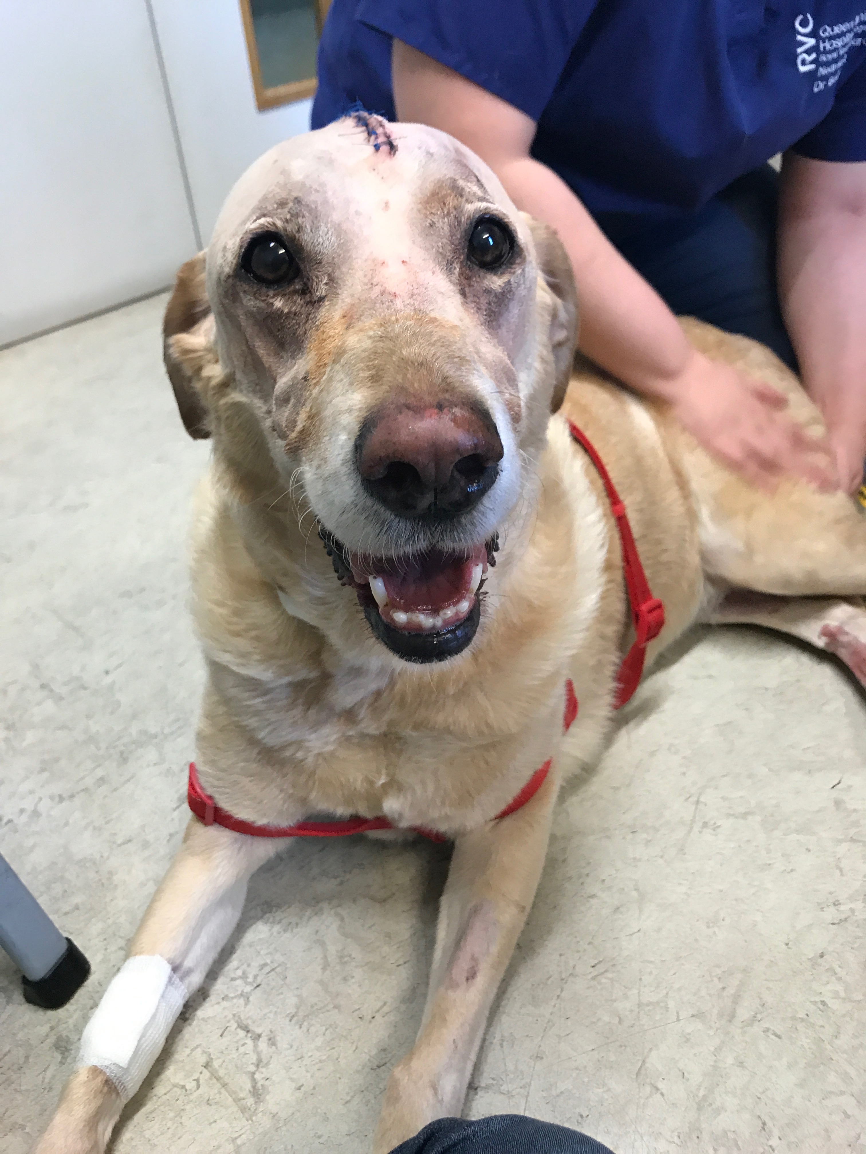 Charlie the Labrador after life-saving surgery