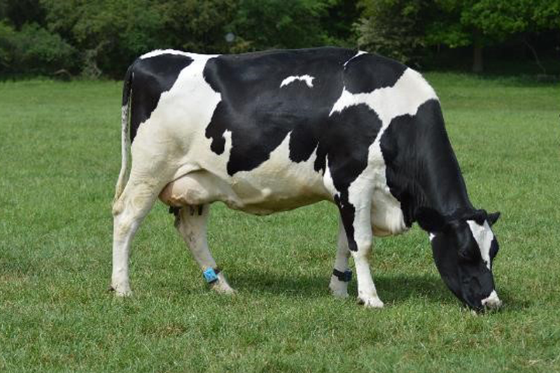 Activity trackers learning and alerting changes in cow behaviour - Animal  Care Trust - Royal Veterinary College, RVC