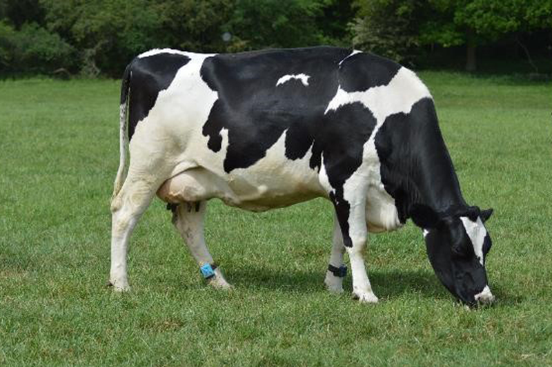 CowAlert monitoring sensors track cow behaviour and activity