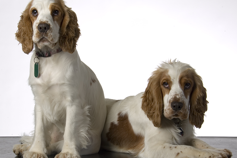 IMHA is more prevalent in some breeds, like Cocker Spaniels