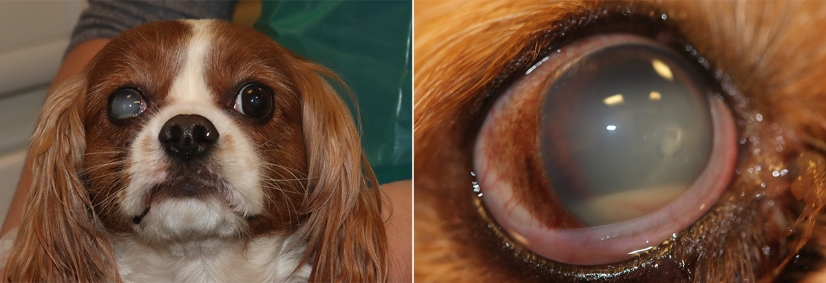 what happens when a dog scratches his eye