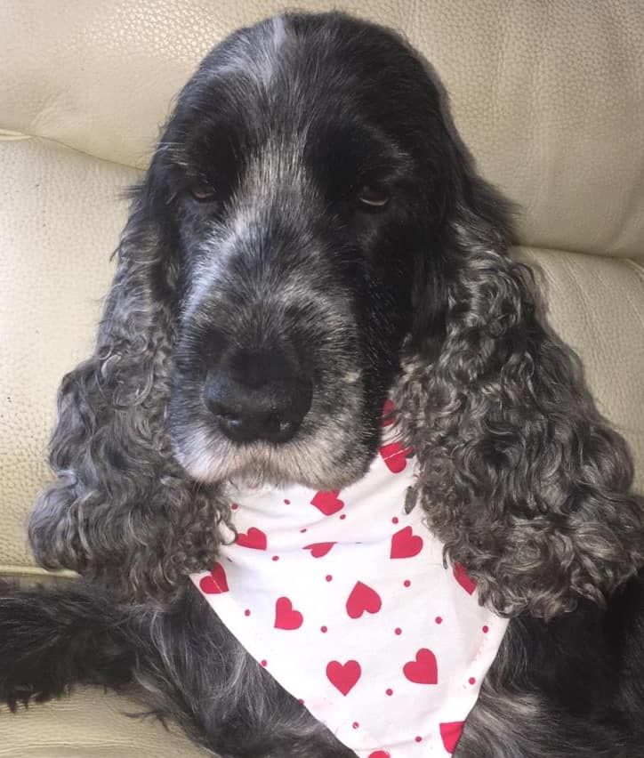 Phoebe the Cocker Spaniel after IMHA diagnosis