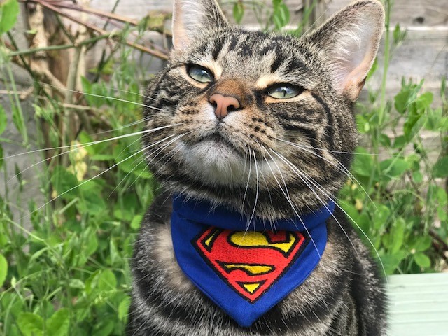 cat wearing a superman bandana