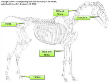 1766 Stubbs drawing of a horse's skeleton with 21st century Dragster overlay