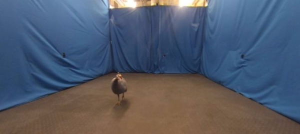 Guinea fowl in novel environment test room