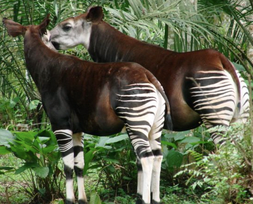 two Okapis standing in dense forest, rubbing faces