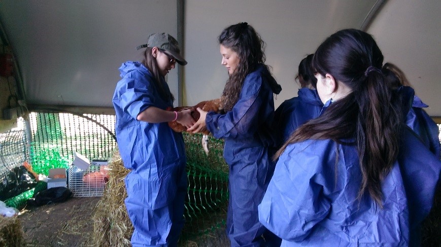 Summer school students handling chickens