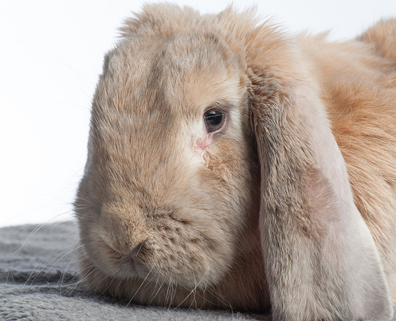 Lop-eared rabbits more likely to suffer from ear and dental