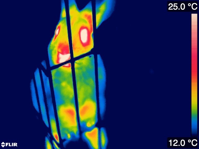 Thermal image of a single cold rabbit
