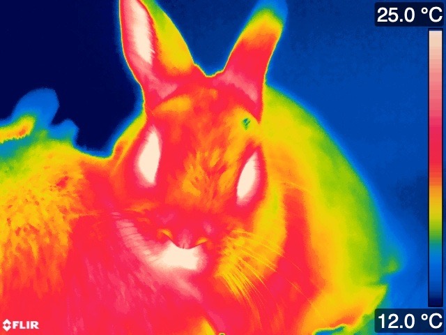 Thermal image of a pair of warm rabbits