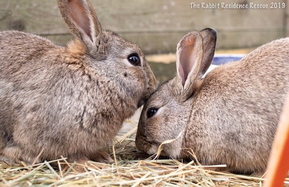 Two brown rabbits
