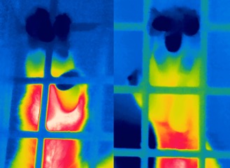 two non-human primate hands in a thermal image. The left is arthritic and redder in the photo.  