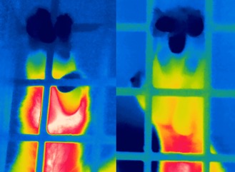 two non-human primate hands in a thermal image. The left is arthritic and redder in the photo.
