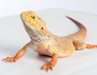 Bearded Dragon