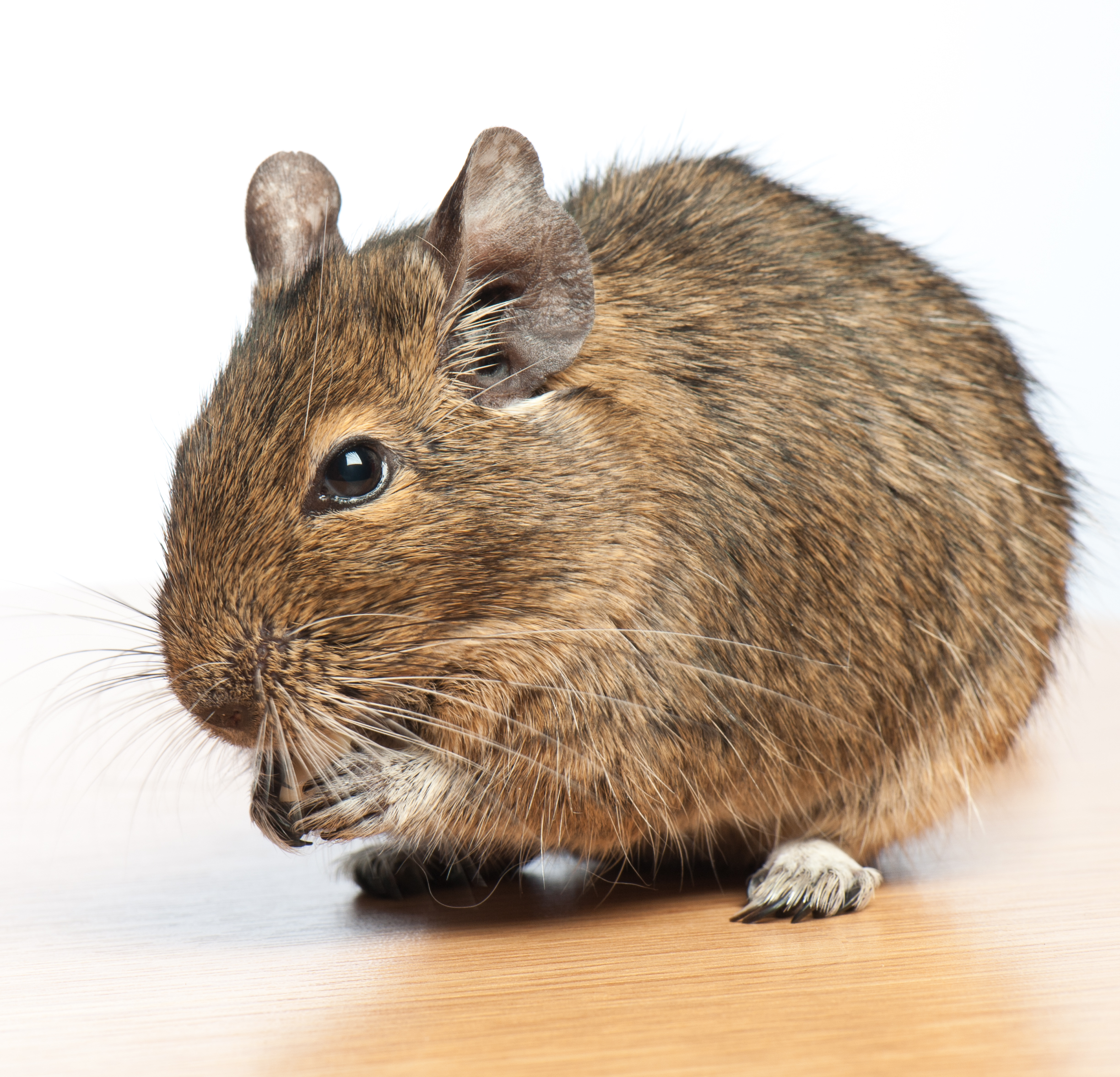 degu