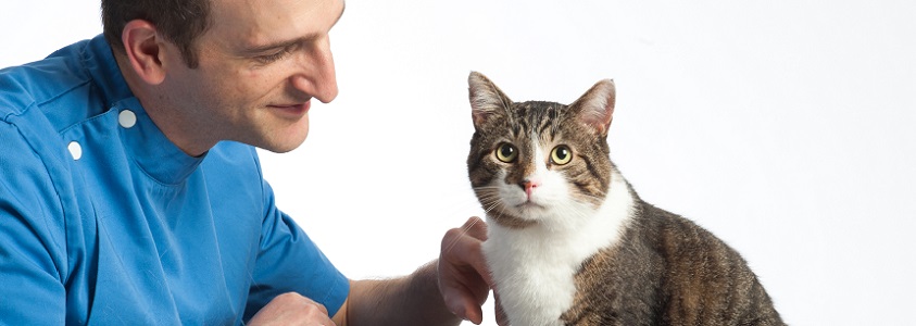 Feline Clinic, Vet with cat