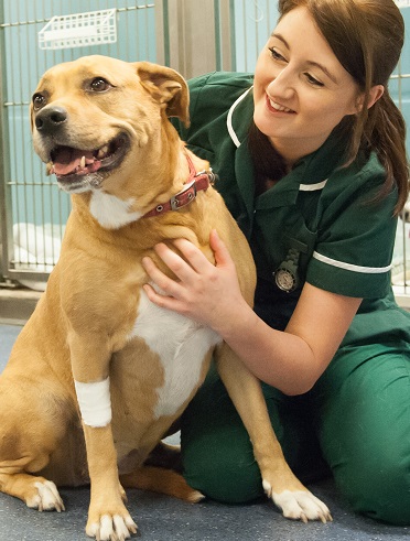 Nurse with a poorly dog 
