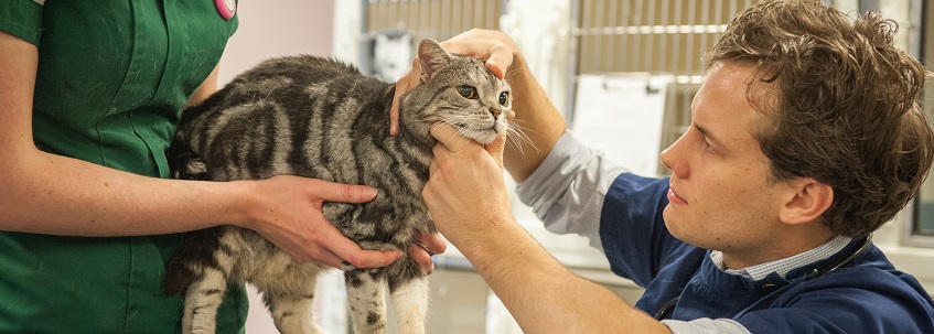 Vet and cat 