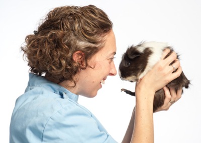 guinea pig held by vet
