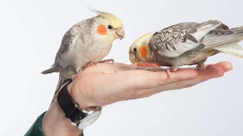 two birds on someone's hand