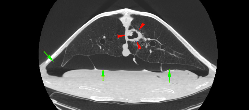 ct scan of turtle