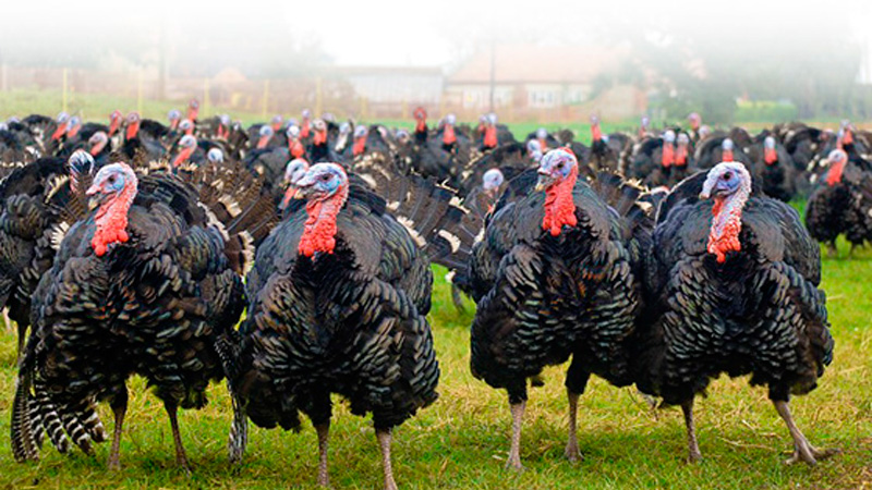 A large group of turkeys in a field