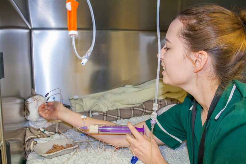 nurse feeding a recovering cat by tube