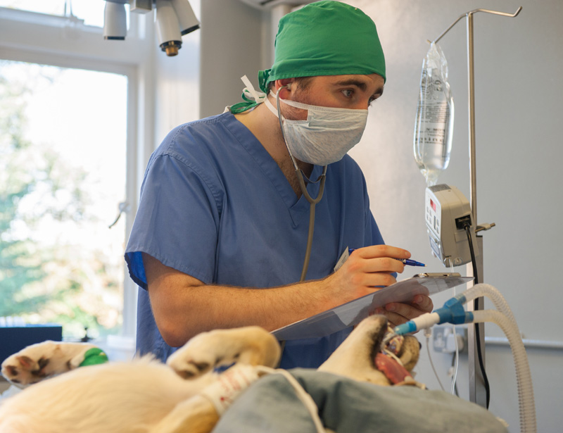nurse monitoring an anaesthetised dog