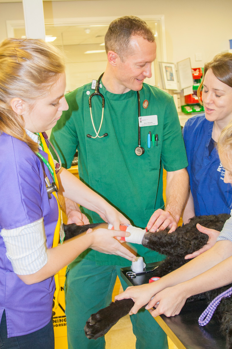 nurse with students bandaging a dog's leg