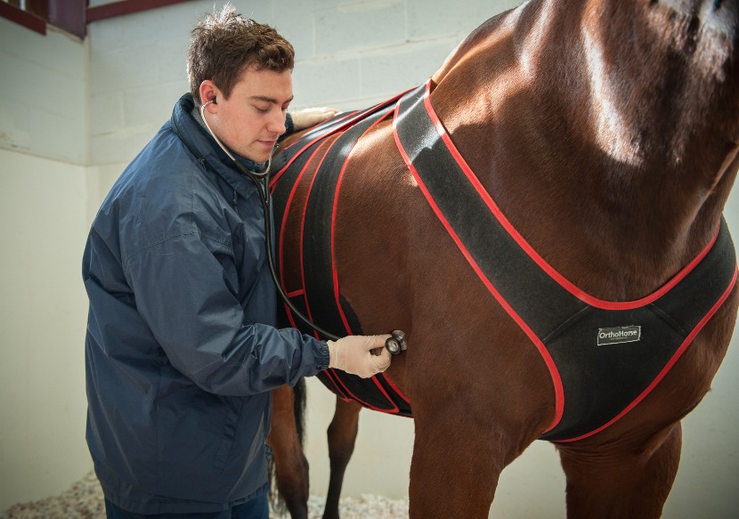 Veterinary student examining a brown, stabled horse with a stethoscope.