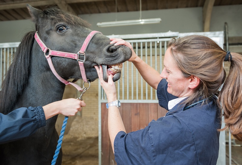 Vet checking the teeth of a horse